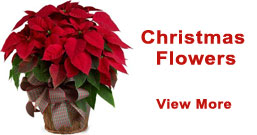 Christmas Flowers to Mohali
