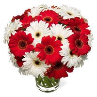 Online Best Flowers to Delhi : Red White Gerbera