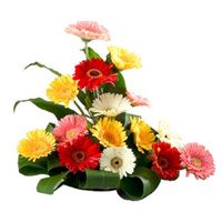 Send Flowers to Delhi : Mixed Gerbera
