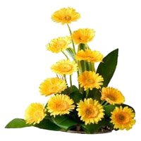 Fresh Flower Delivery in Faridabad - Yellow Gerbera