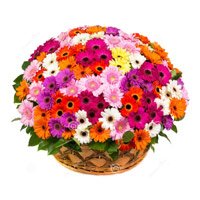 Diwali Flower Delivery in Jammu - Mix Gerbera Basket
