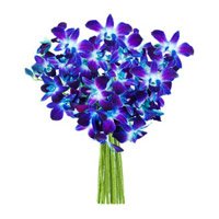 Send Flowers to Delhi : Blue Orchids