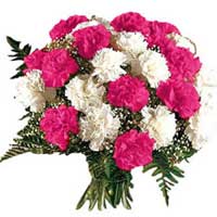 Flower Delivery Delhi : Pink White Carnations