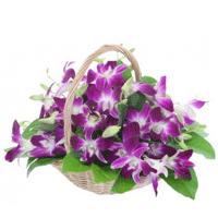 Flower Delivery in Delhi - Orchid Basket