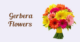 Gerbera and Flower Delivery